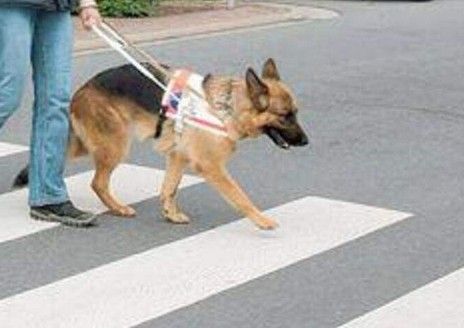 Foto Blindenhund 2 Jahre alt