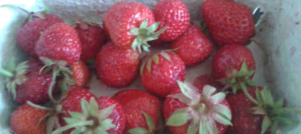 Erdbeeren